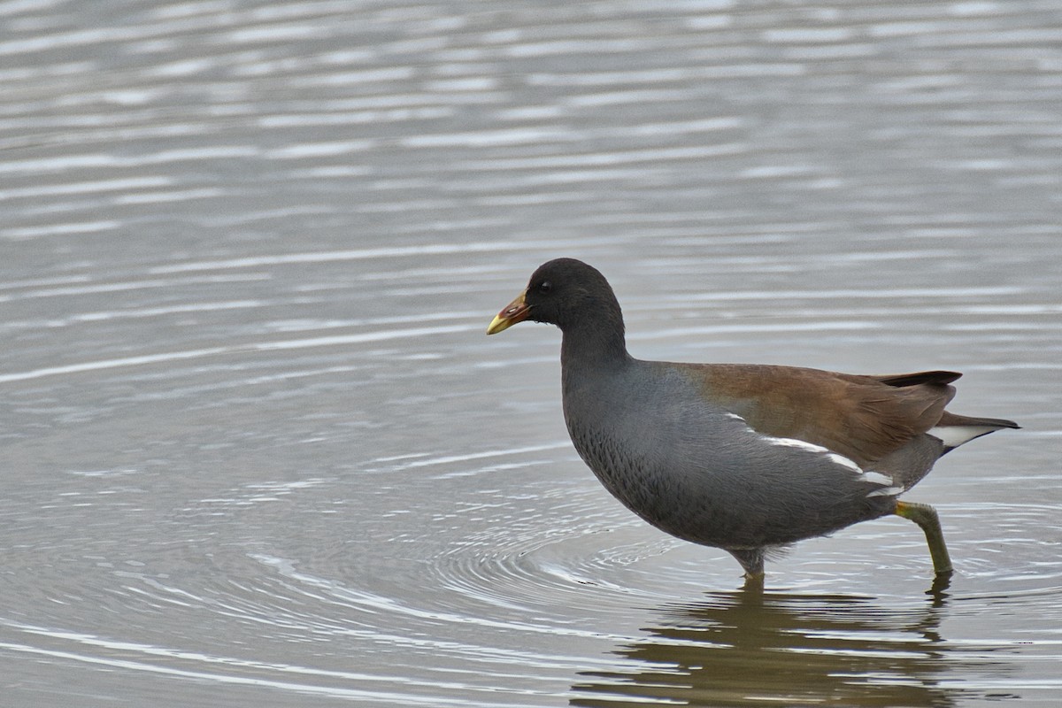 Gallinule d'Amérique - ML646914664