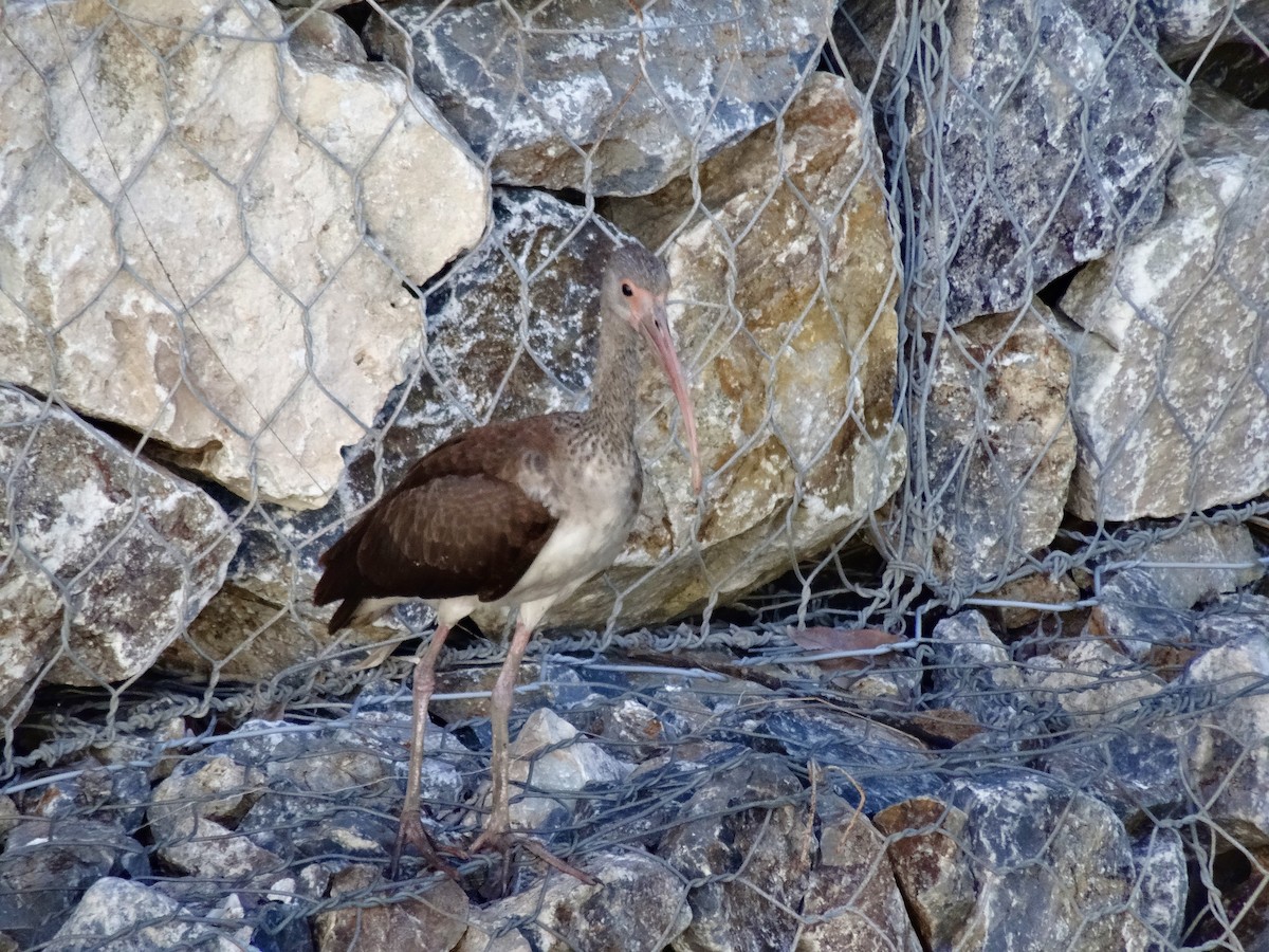 White Ibis - ML646914666