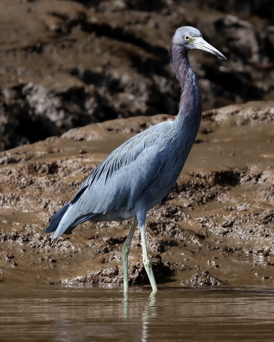 Aigrette bleue - ML646914668