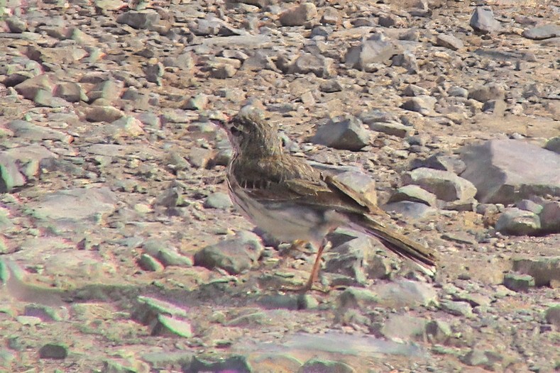 Berthelot's Pipit - ML646914671