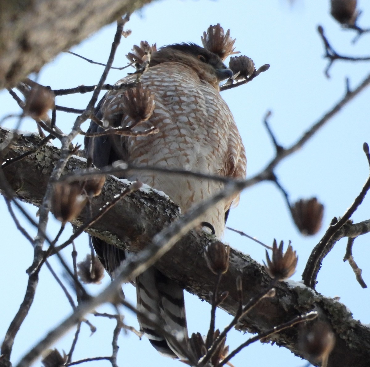 Cooper's Hawk - ML646914674