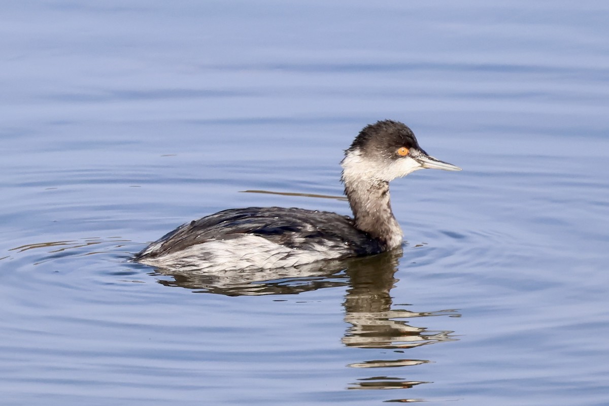 Eared Grebe - ML646914678