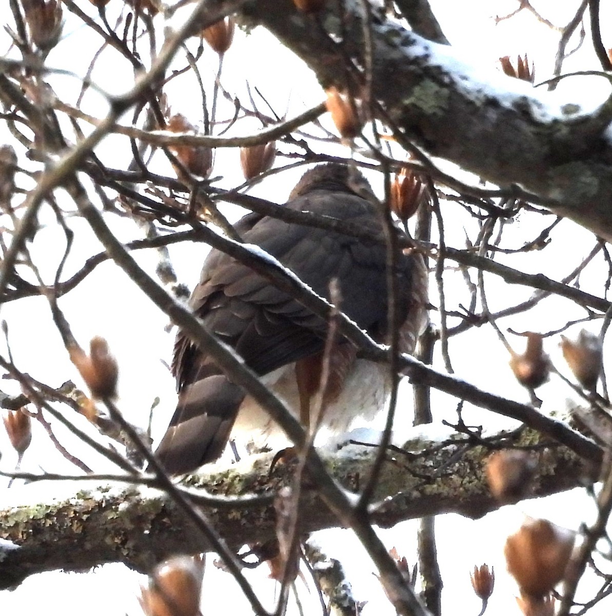 Cooper's Hawk - ML646914681