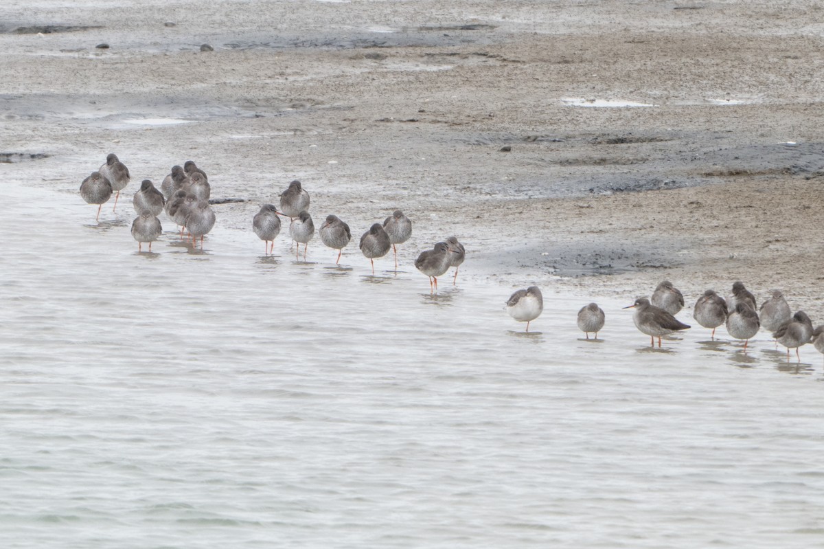 Common Redshank - ML646914691