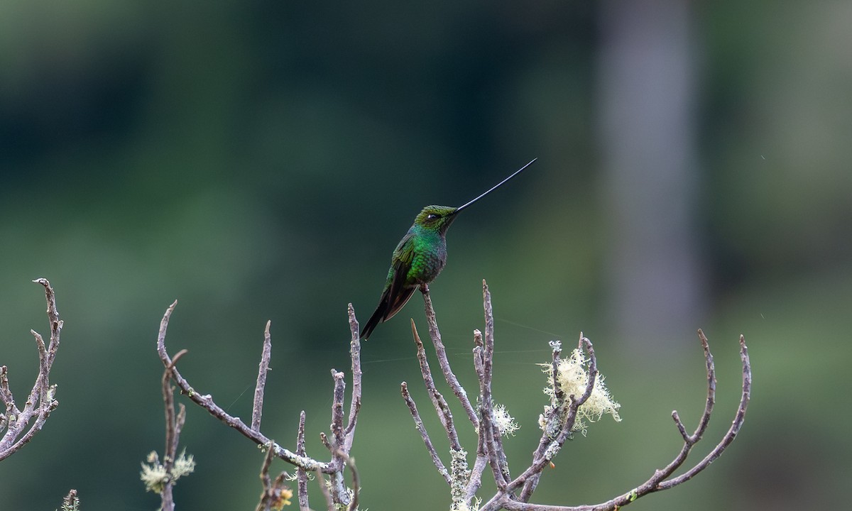 Sword-billed Hummingbird - ML646914694