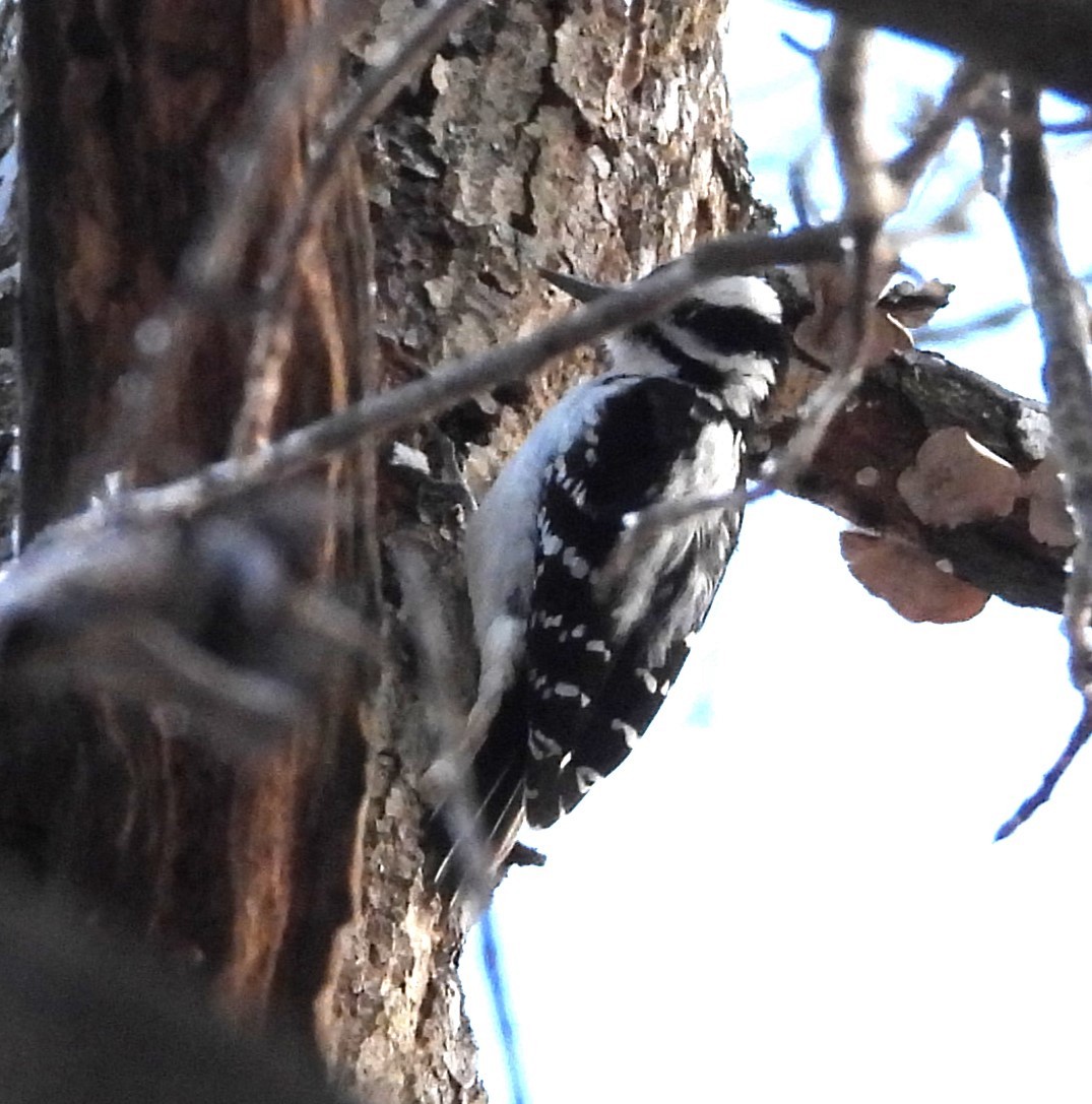 Hairy Woodpecker - ML646914696