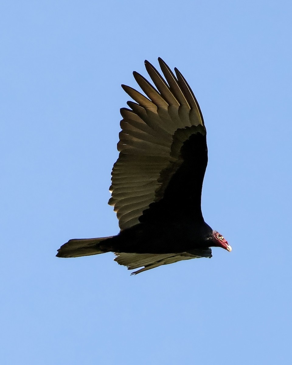 Turkey Vulture - ML646914697