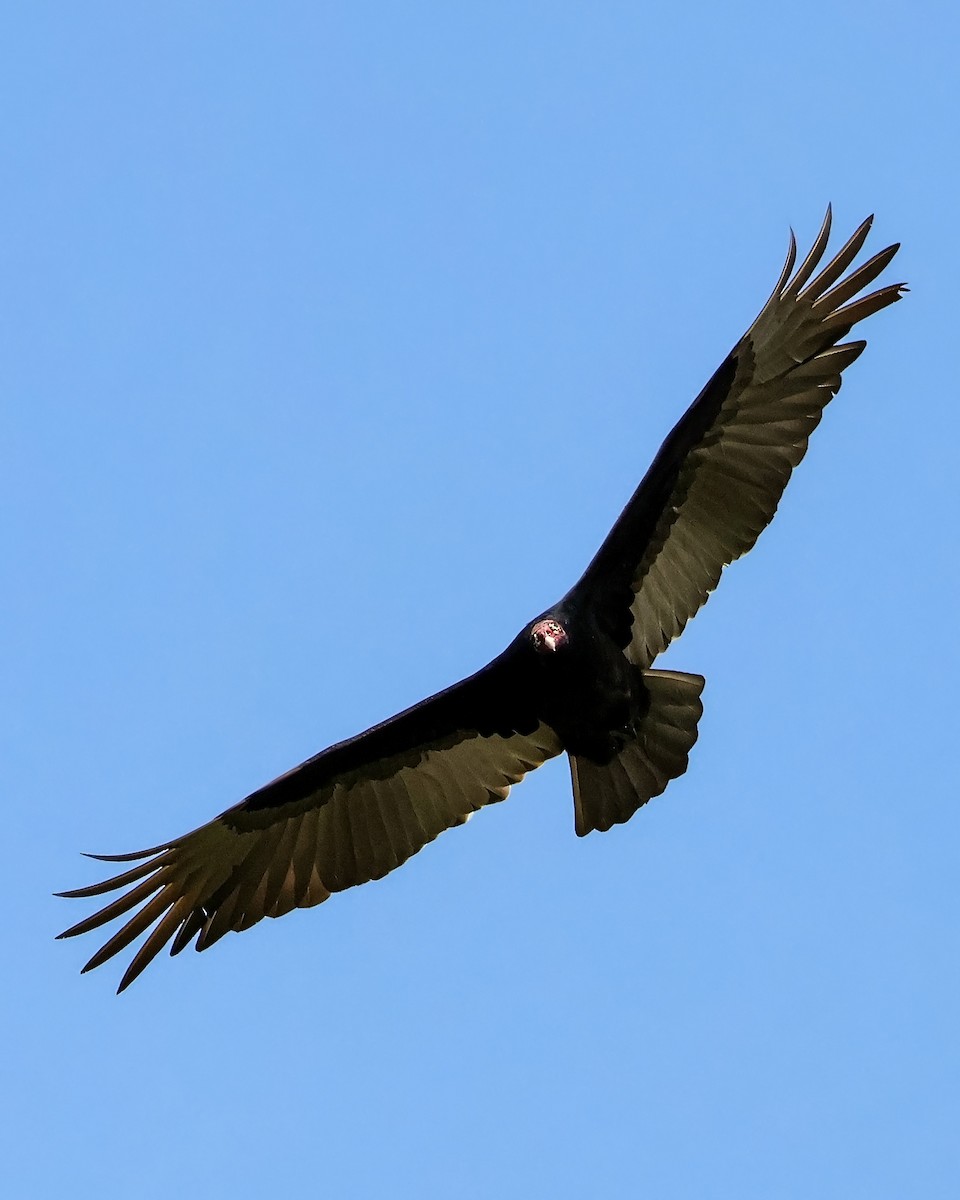 Turkey Vulture - ML646914698