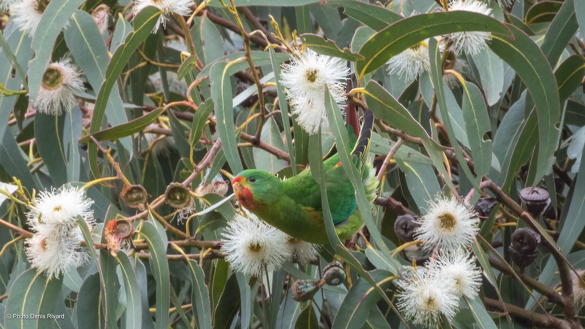 Swift Parrot - ML646914699
