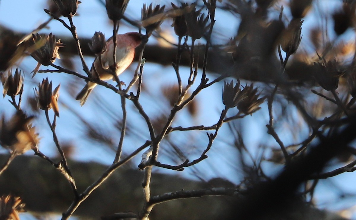 Purple Finch (Eastern) - ML646914700