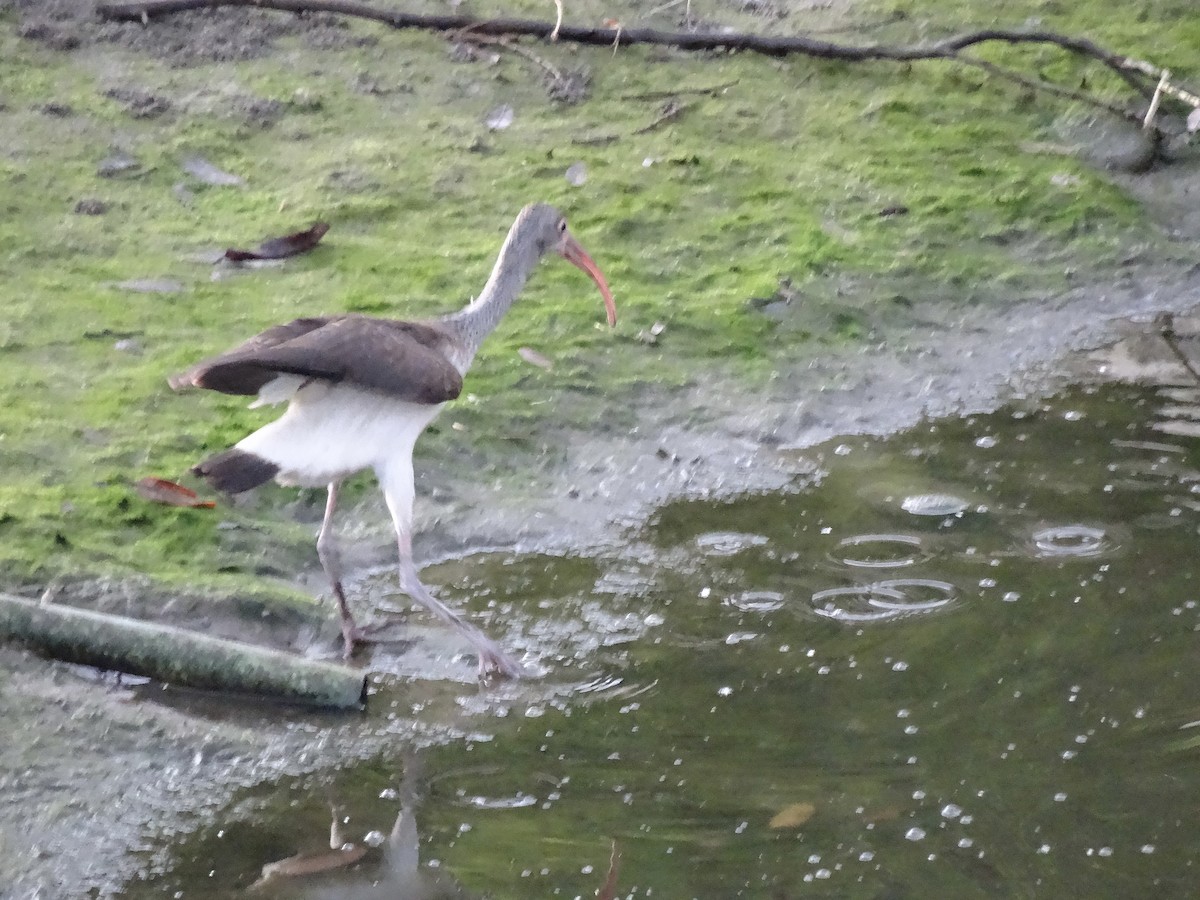 White Ibis - ML646914702