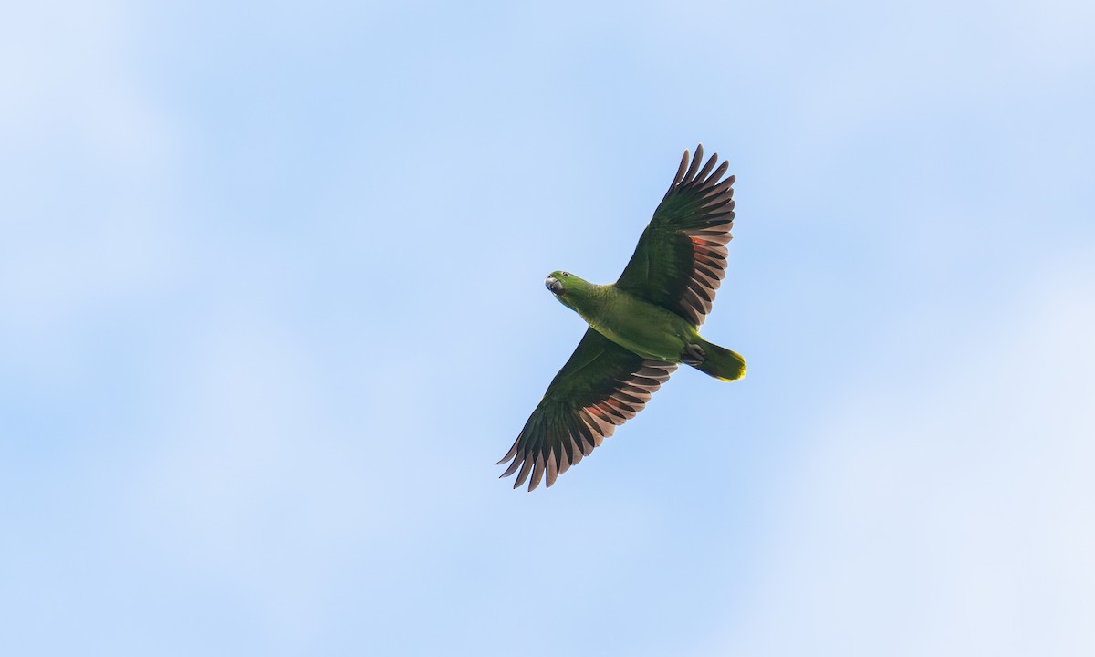 Scaly-naped Amazon - ML646914704