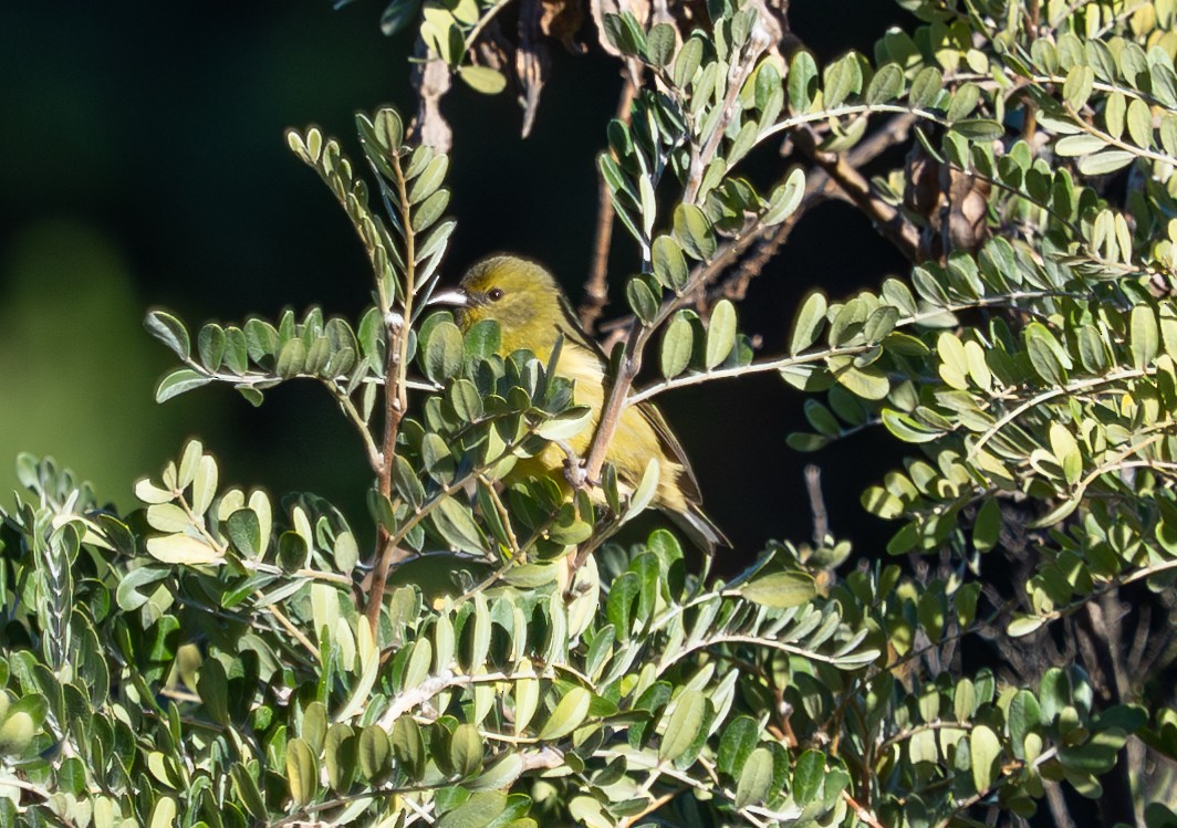 Hawaii Amakihi - ML646914705