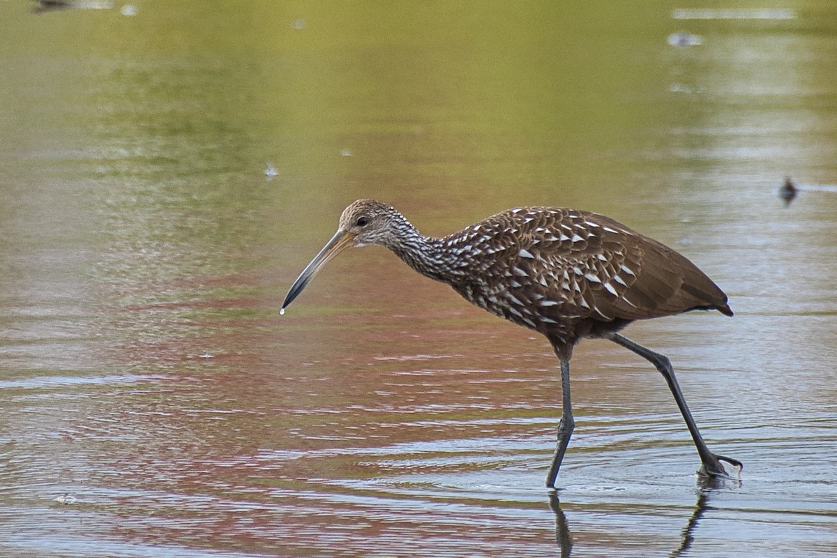 Limpkin - ML646914706
