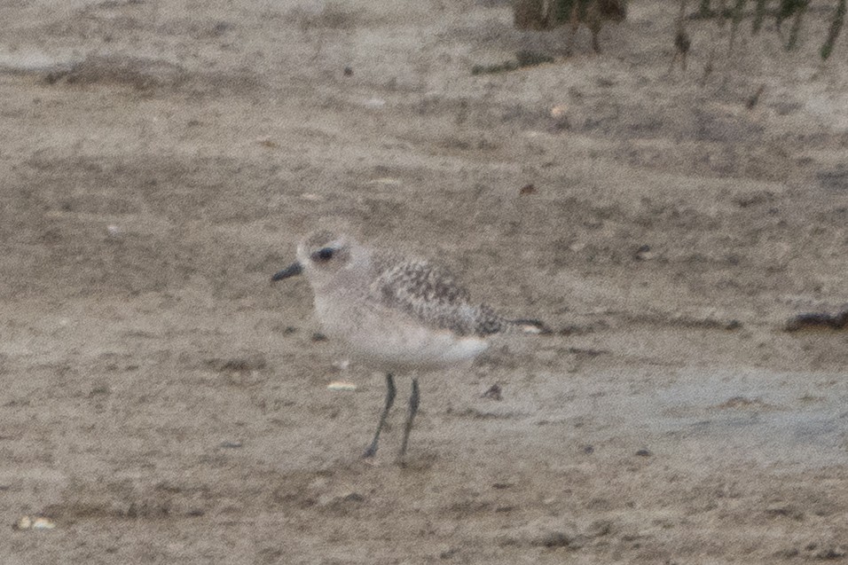 Black-bellied Plover - ML646914707