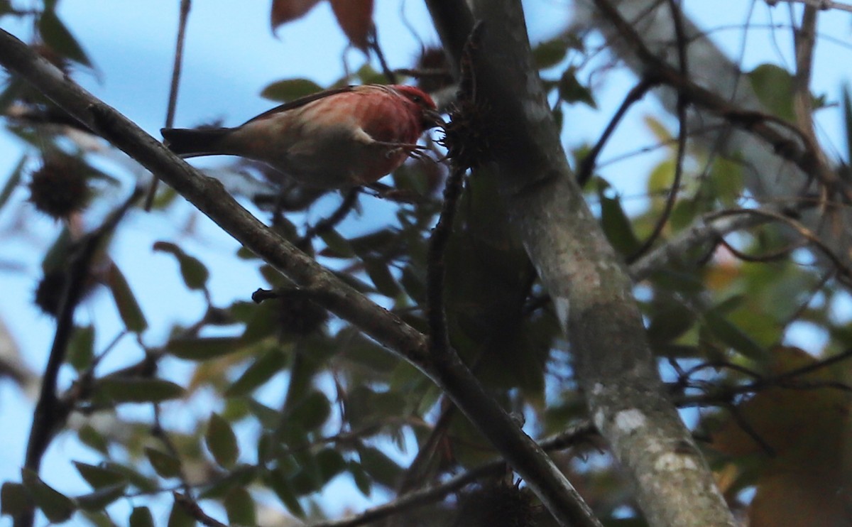 Purple Finch (Eastern) - ML646914708