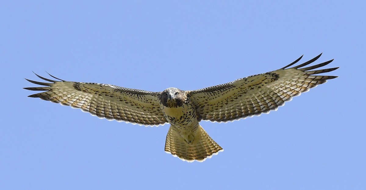 Red-tailed Hawk - ML646914710