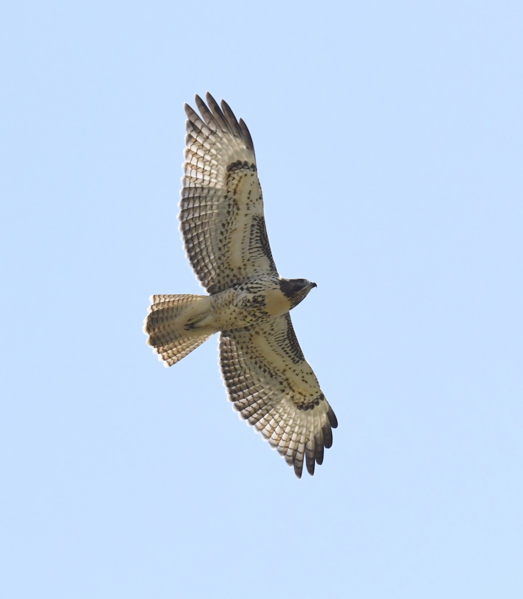 Red-tailed Hawk - ML646914711
