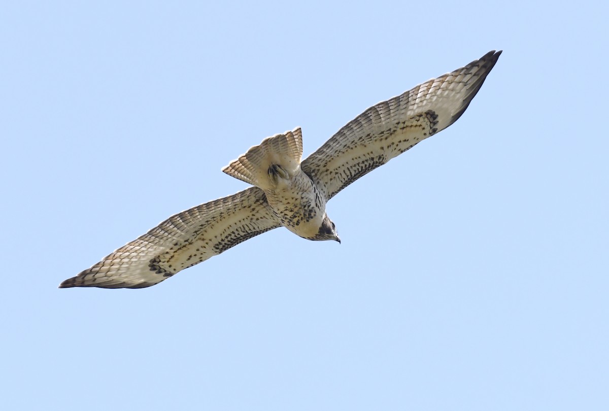 Red-tailed Hawk - ML646914712