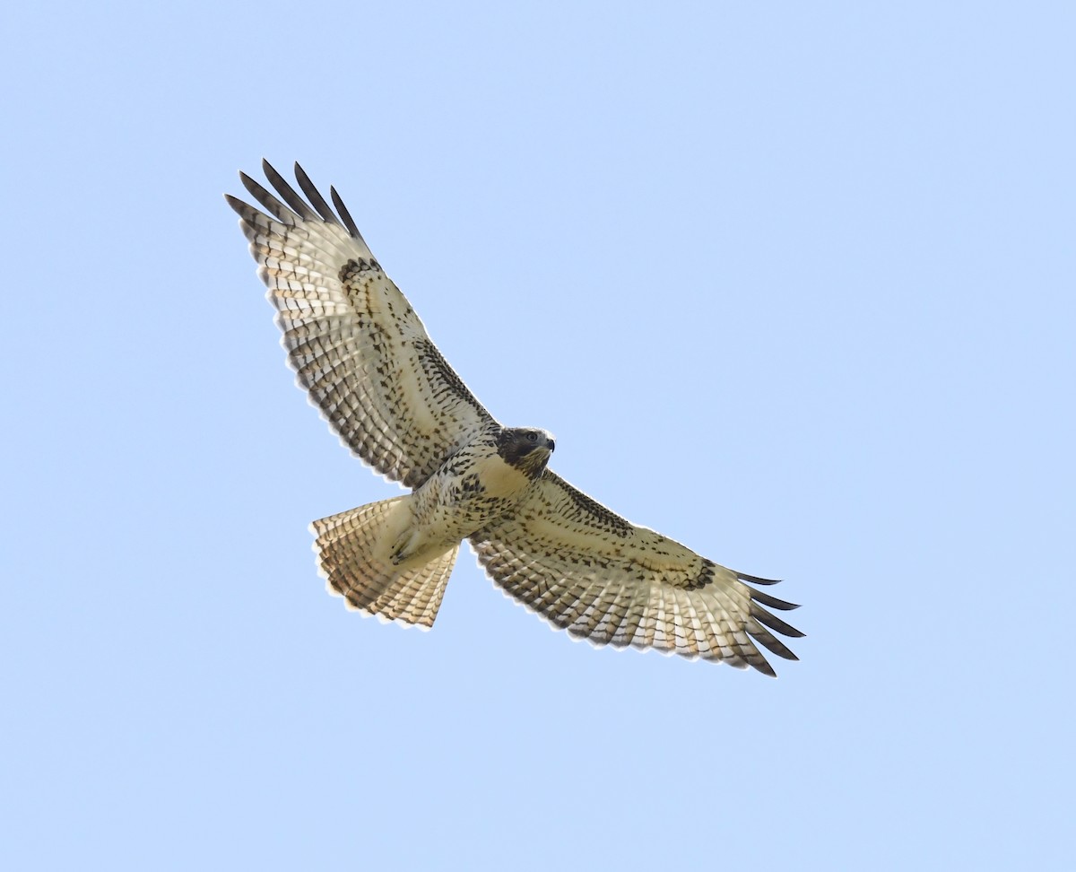 rødstjertvåk - ML646914713