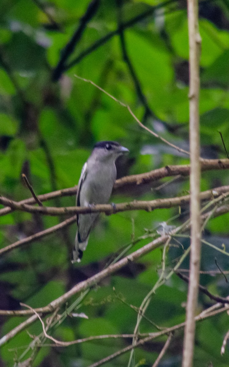 ハジロカザリドリモドキ - ML646914715