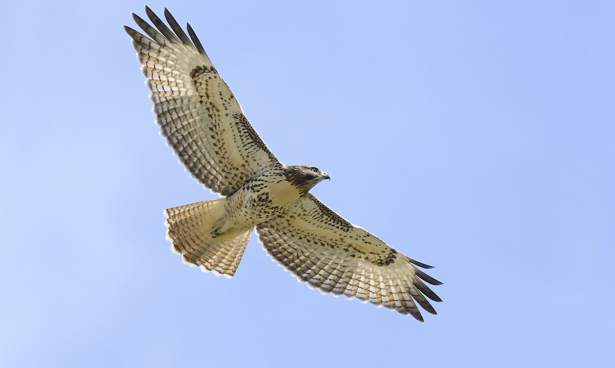 rødstjertvåk - ML646914716