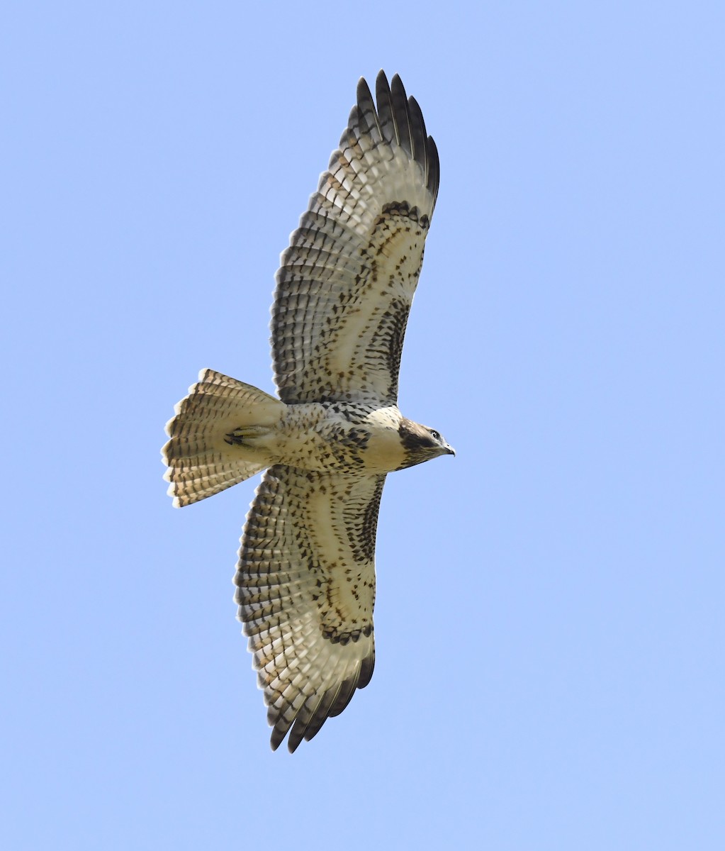 rødstjertvåk - ML646914717