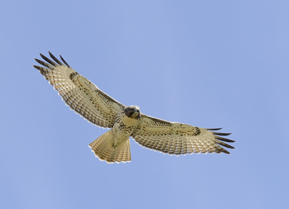 rødstjertvåk - ML646914718