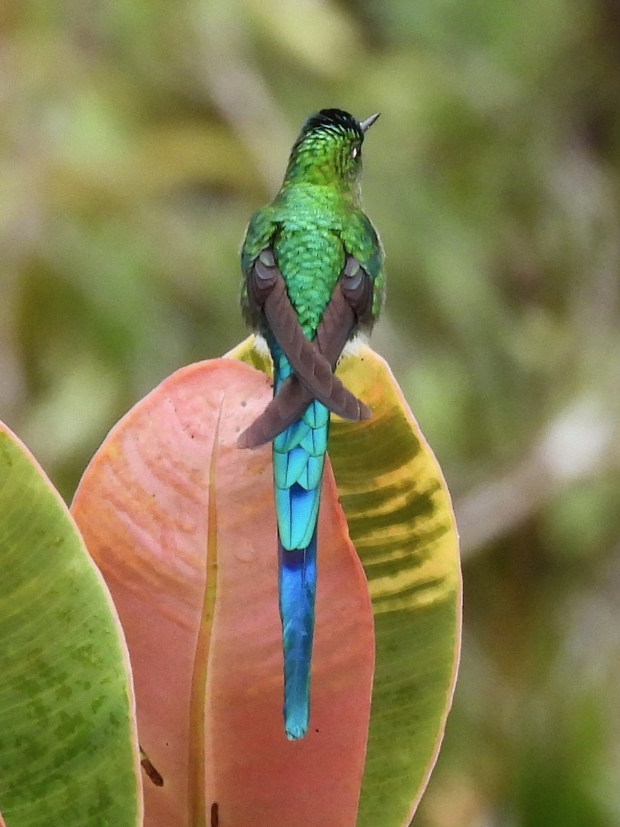 Long-tailed Sylph - ML646914719