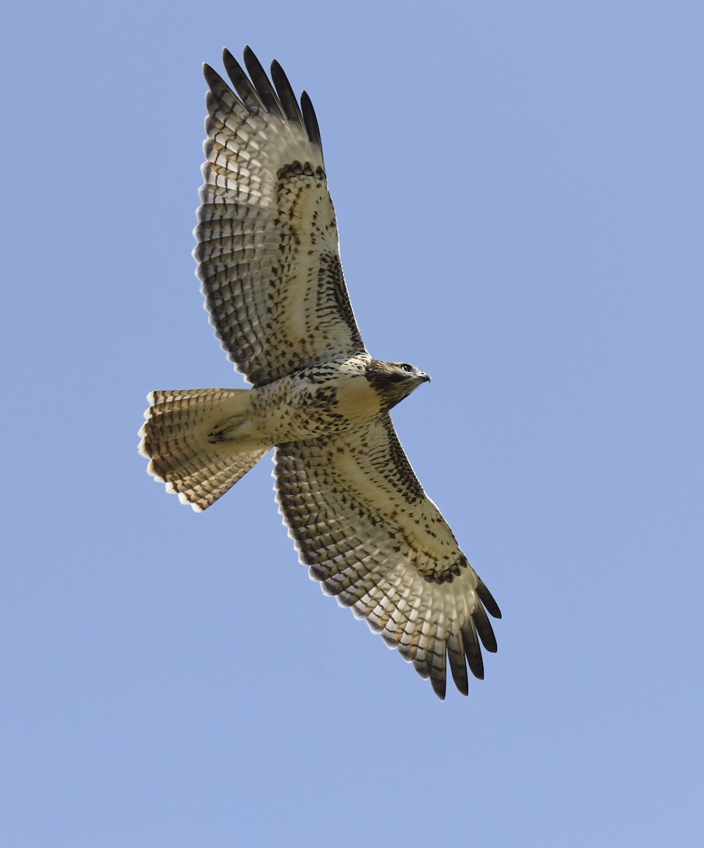 rødstjertvåk - ML646914720