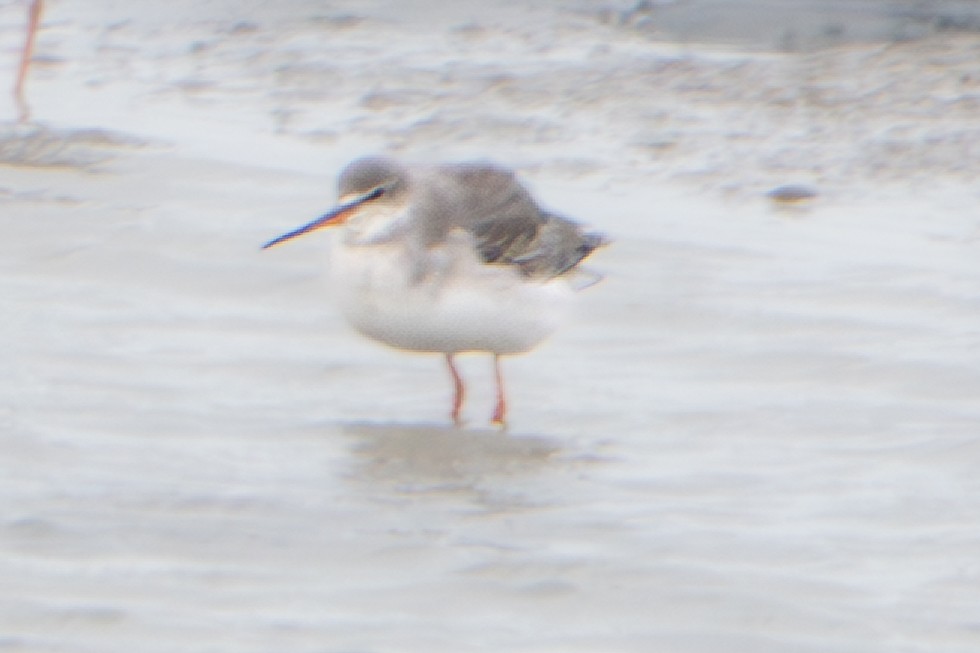 Spotted Redshank - ML646914721