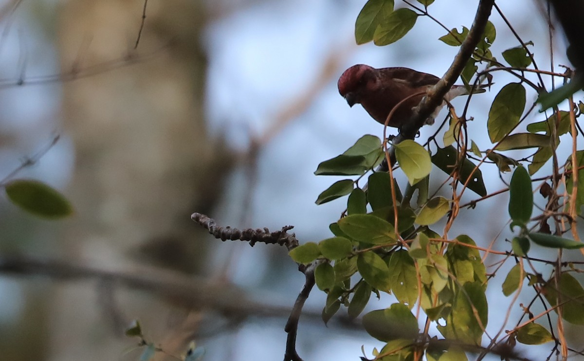 Purple Finch (Eastern) - ML646914722