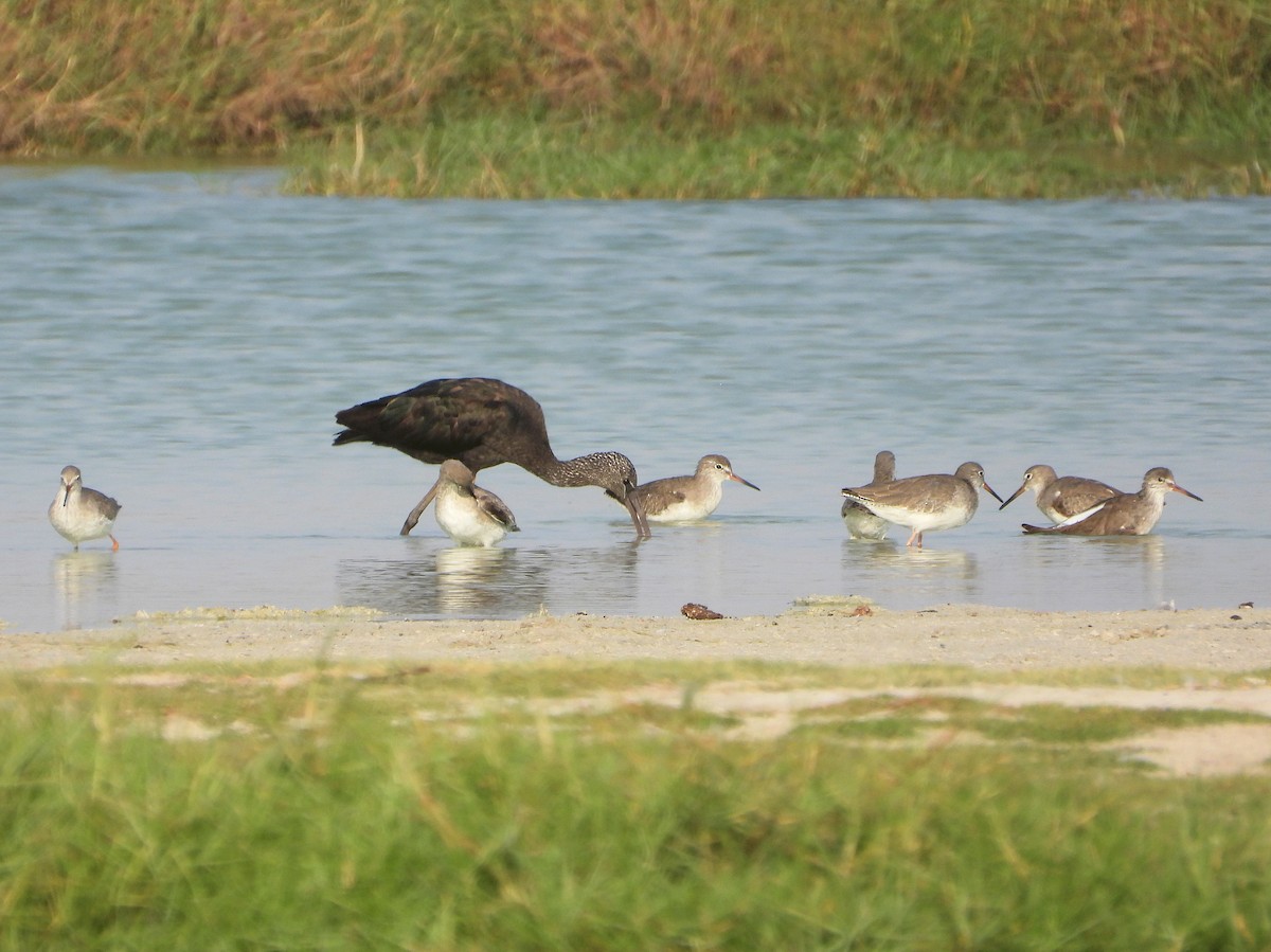 Common Redshank - ML646914723