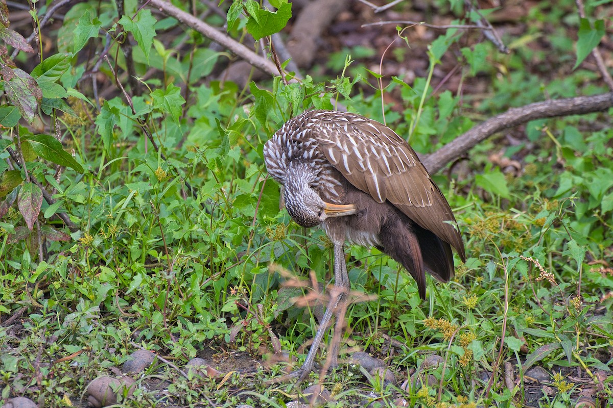 Limpkin - ML646914724