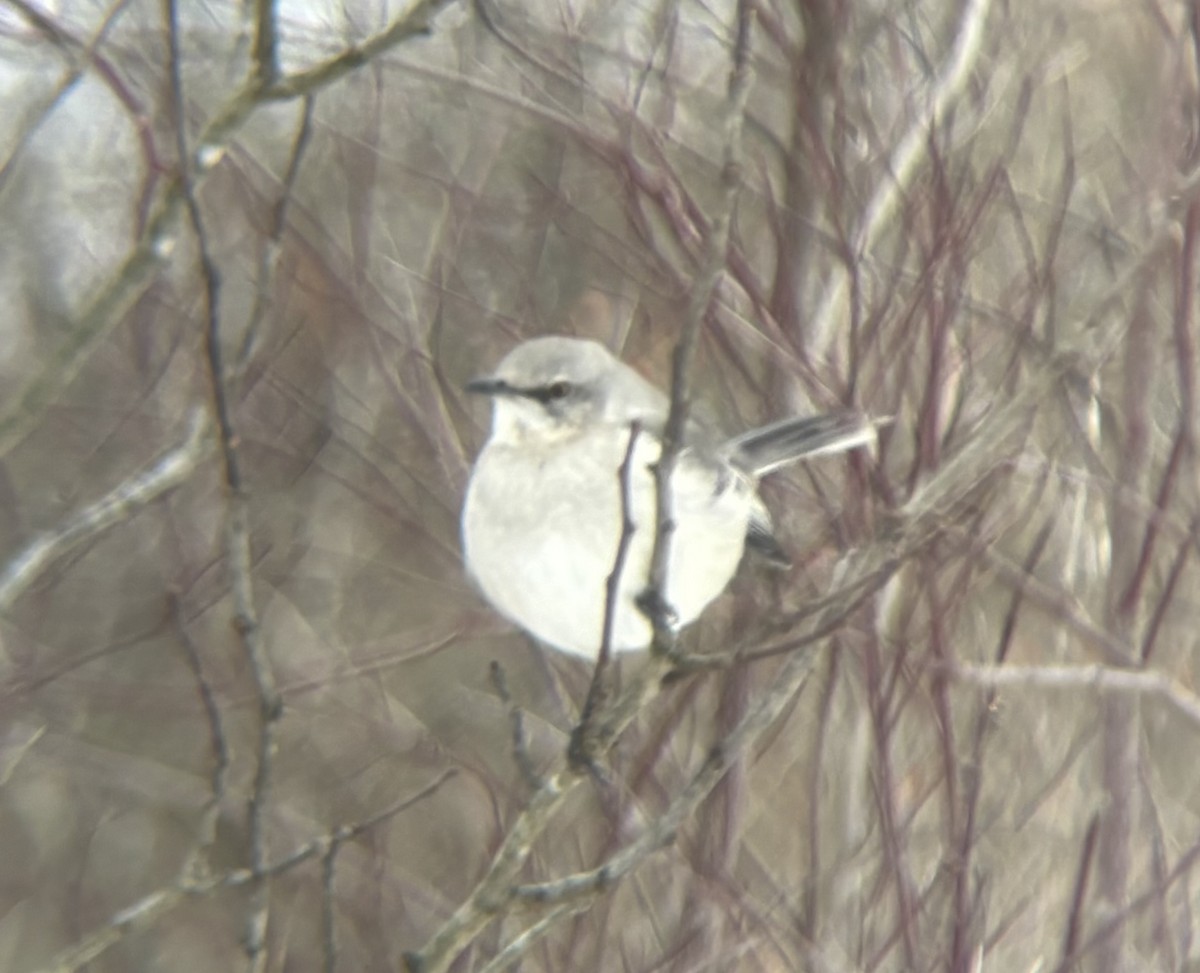 Northern Mockingbird - ML646914725