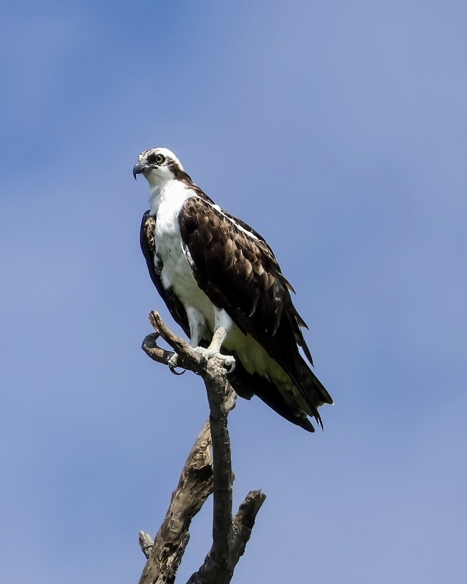Osprey - ML646914727
