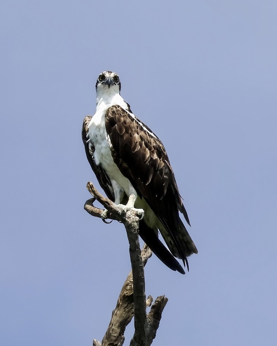 Osprey - ML646914728