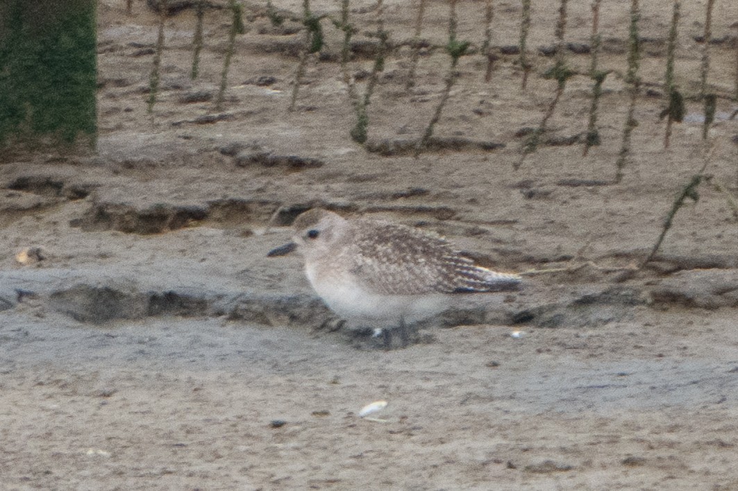 Black-bellied Plover - ML646914731