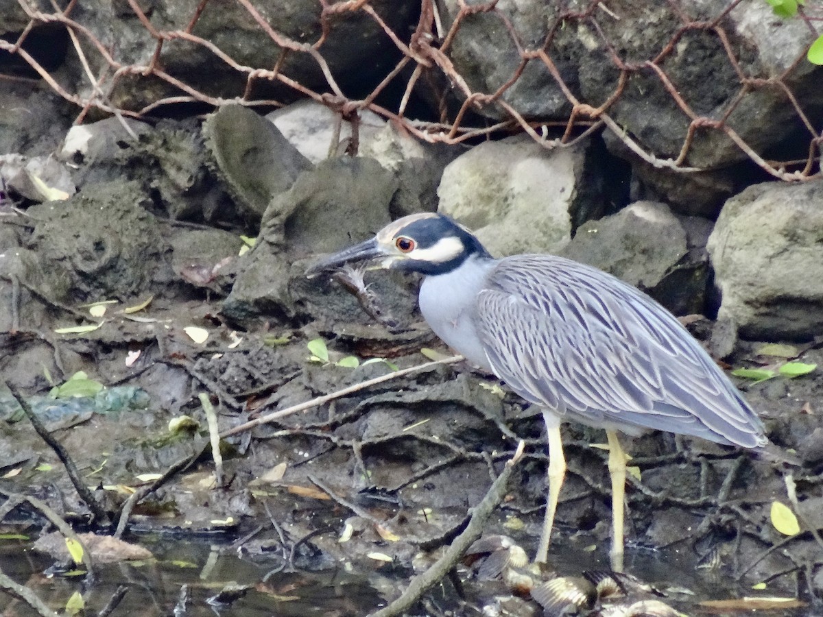 Yellow-crowned Night Heron - ML646914732