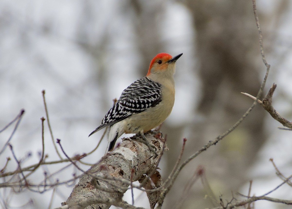 Red-bellied Woodpecker - ML646914734