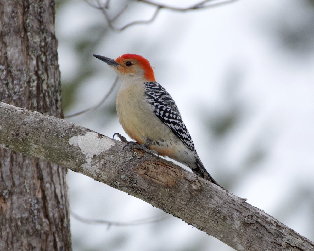 Red-bellied Woodpecker - ML646914735