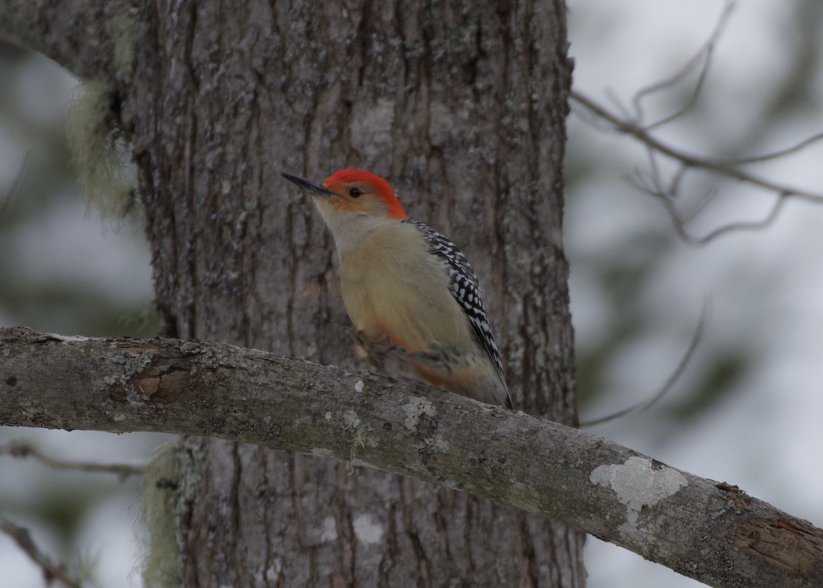 Red-bellied Woodpecker - ML646914736