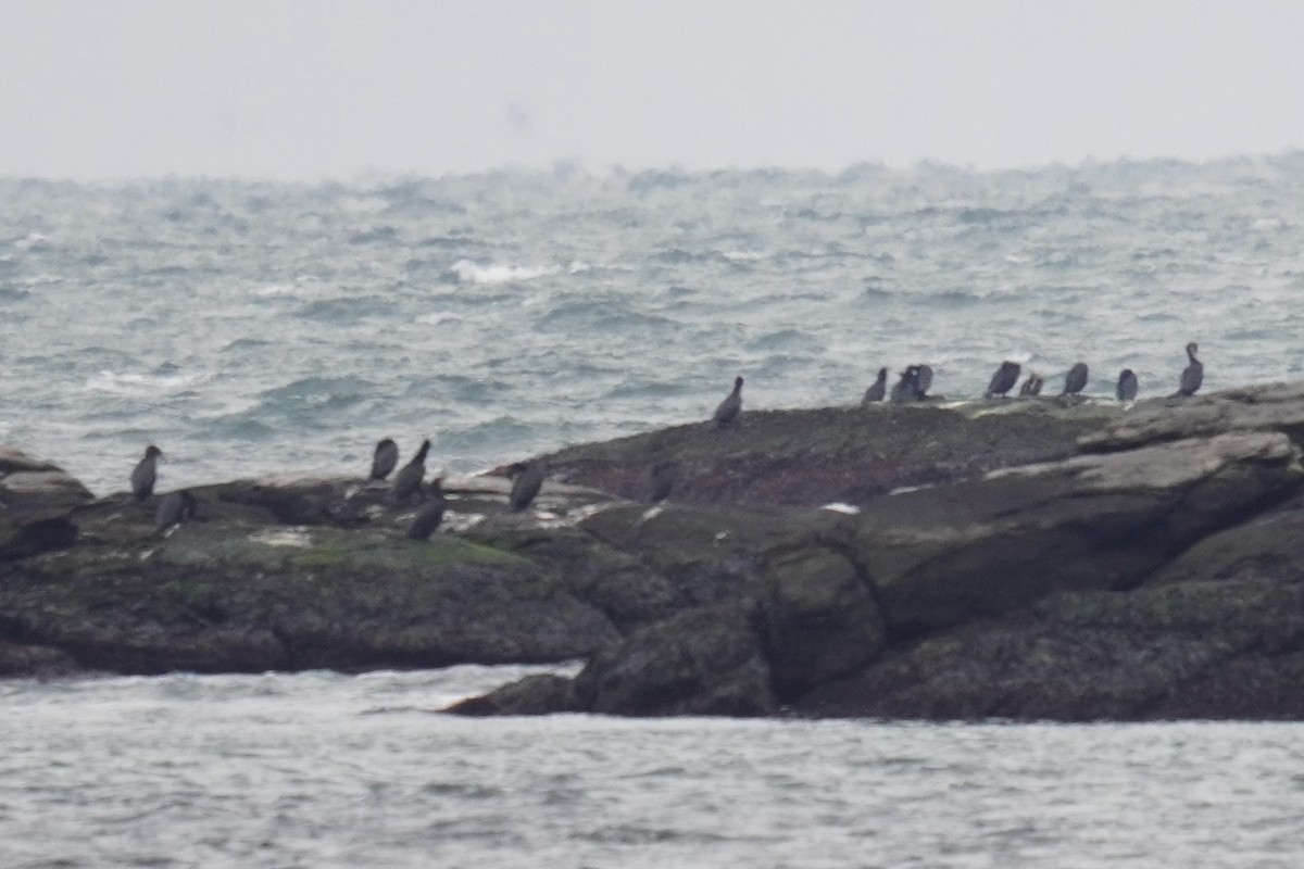 Cormorán Grande (Atlántico) - ML646914741