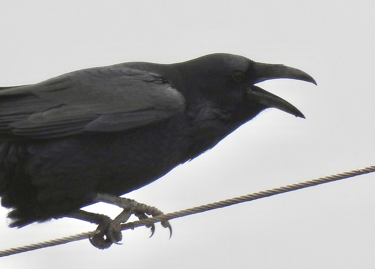 Common Raven - ML646914742