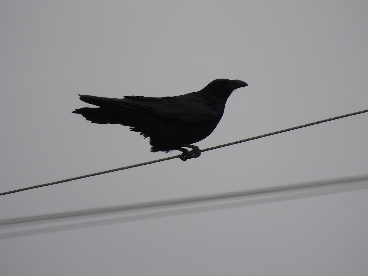 Common Raven - ML646914743