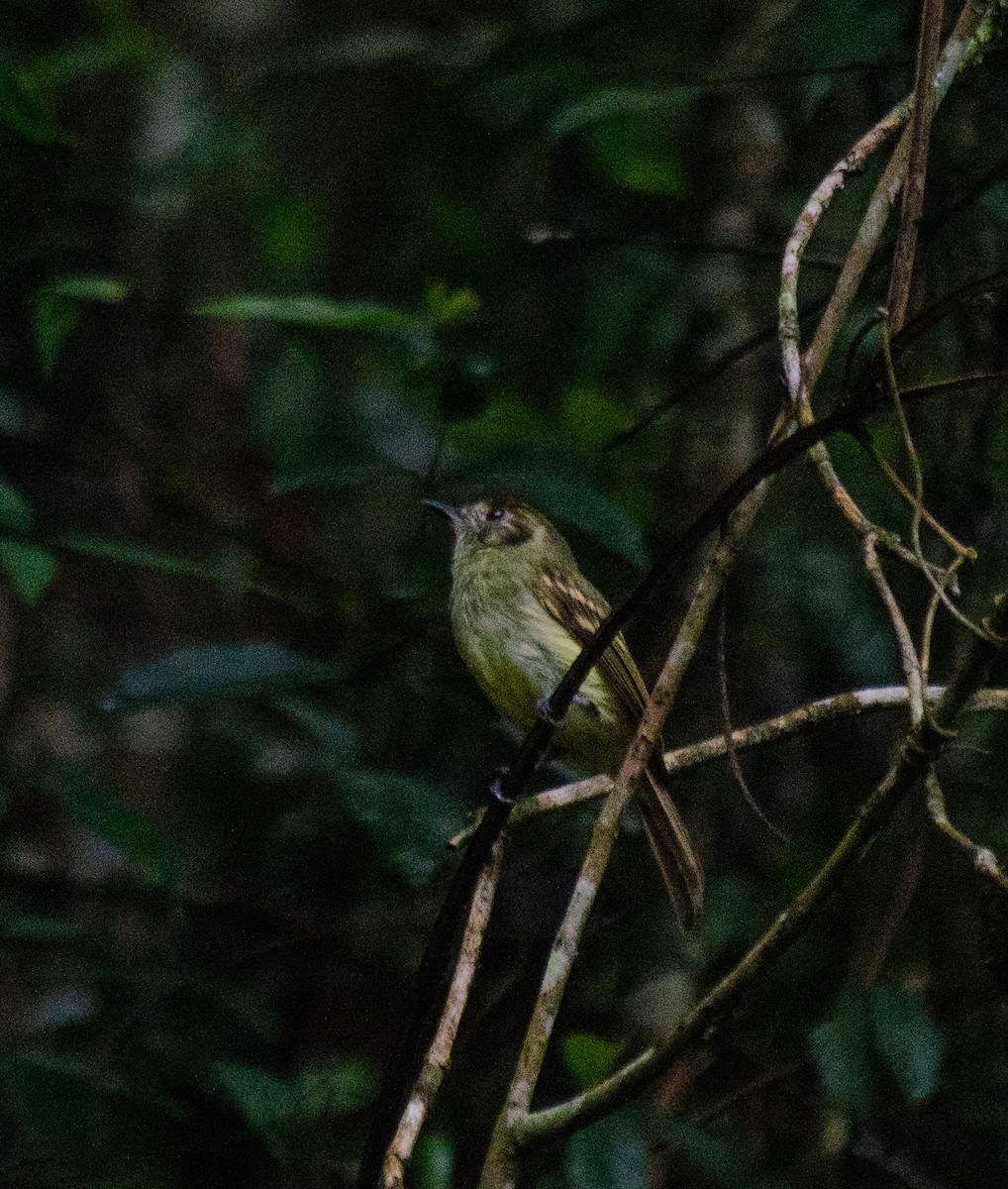 チャボウシハエトリ - ML646914744