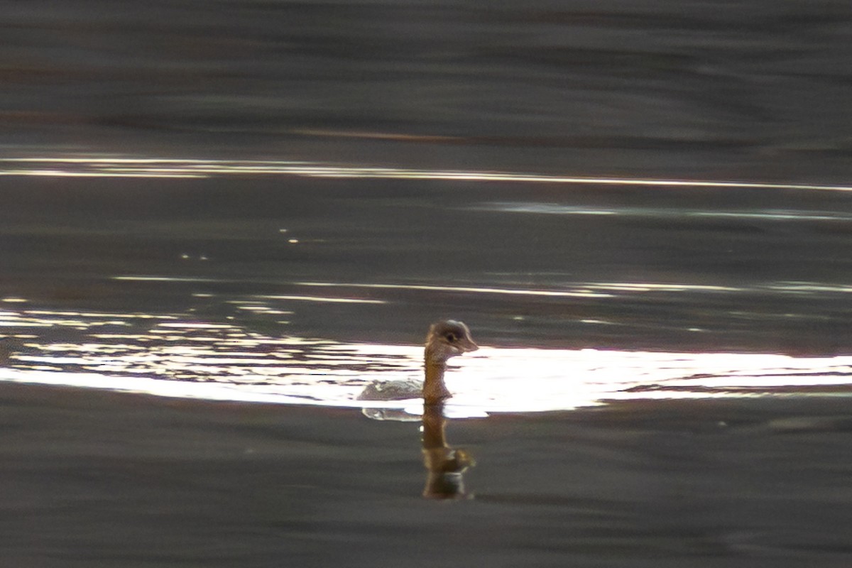 Pied-billed Grebe - ML646914746