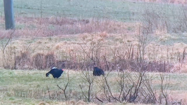 クロライチョウ - ML646914747