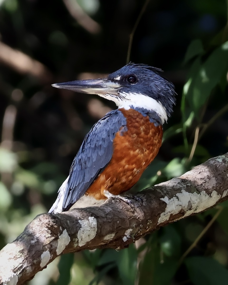 Martin-pêcheur à ventre roux - ML646914769