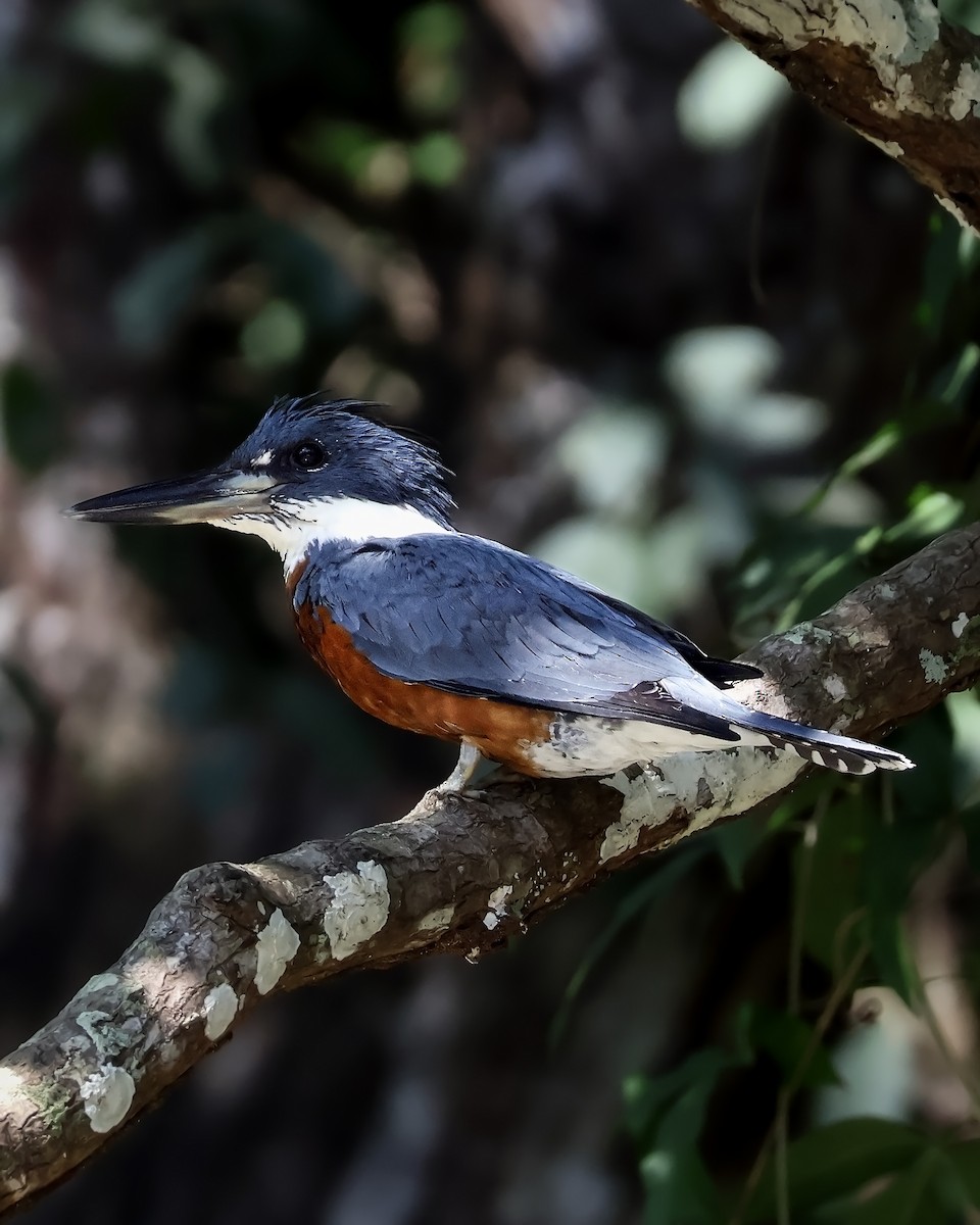 Martin-pêcheur à ventre roux - ML646914770